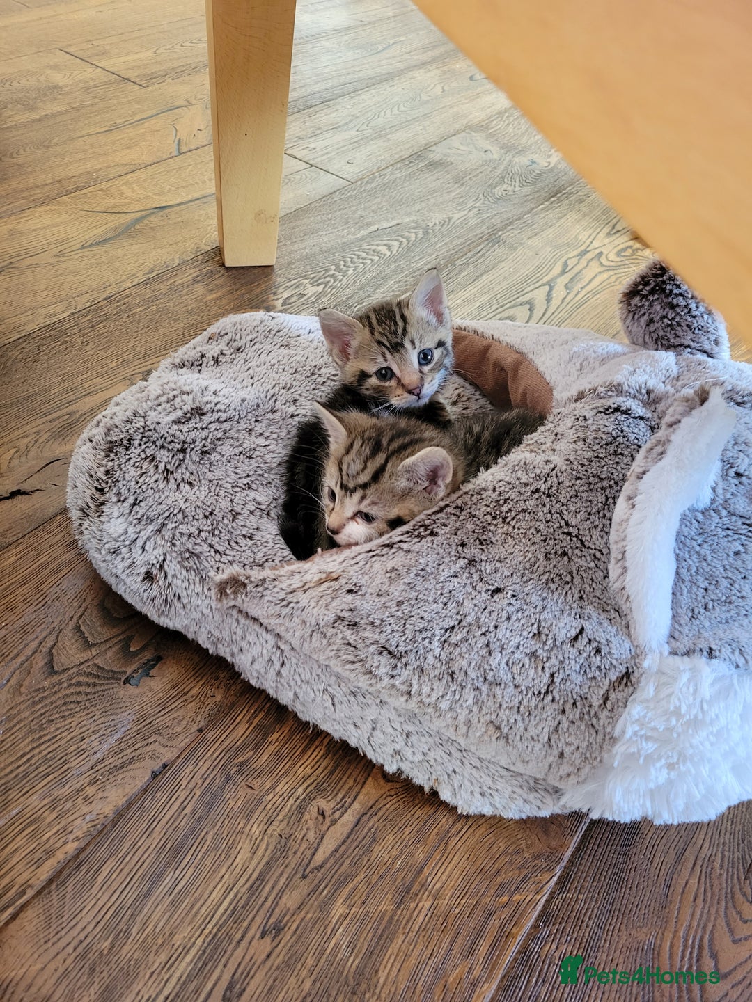 Mixed Breed cats for sale: 4 adorable kittens for sale - Image 4