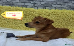 Mixed Breed dogs for adoption: 💖🐶 CHARLOTTE 🐶💖 - Image 1