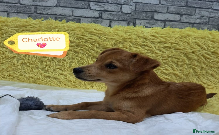 Mixed Breed dogs - Advert 8