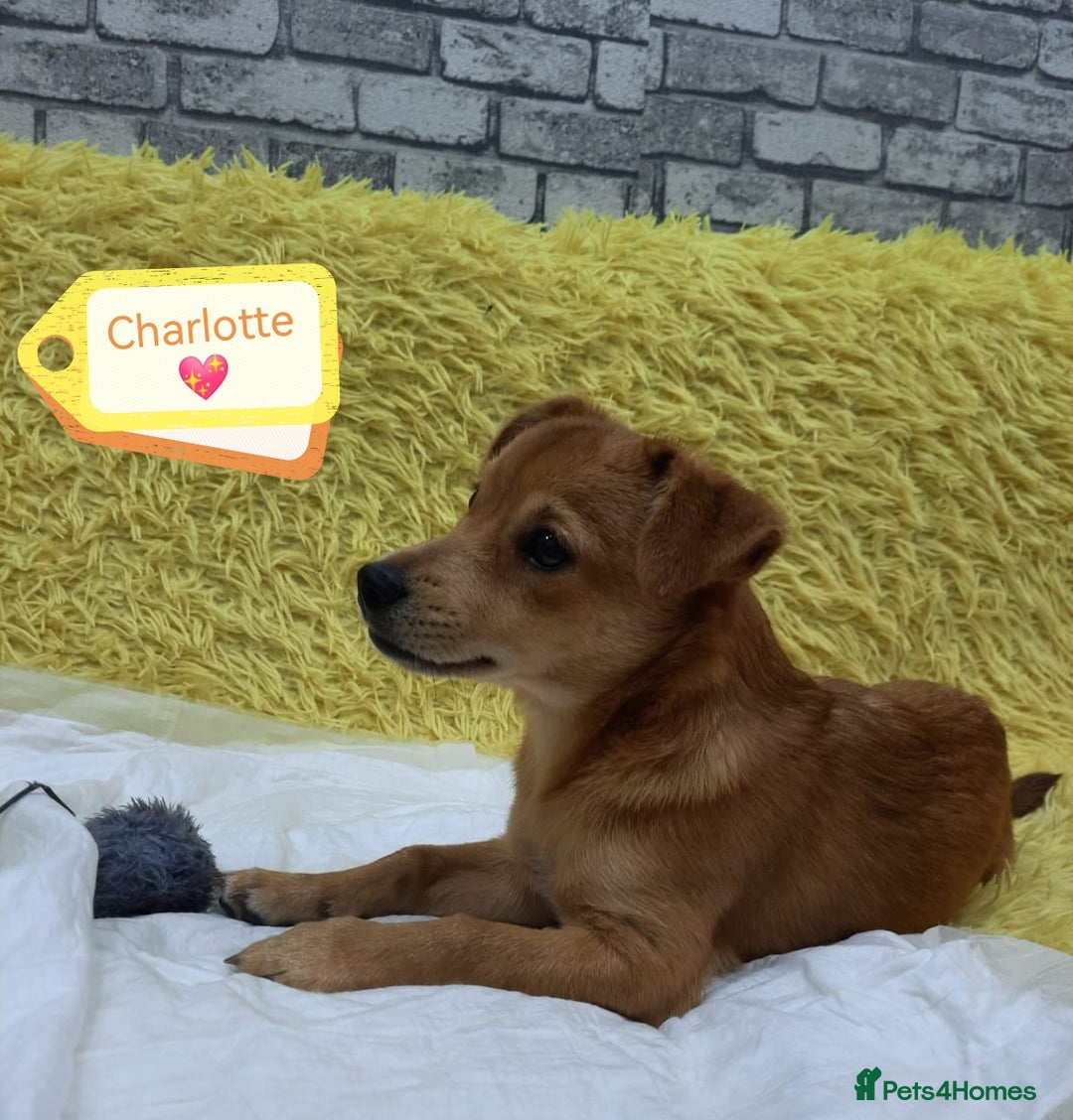 Mixed Breed dogs for adoption: 💖🐶 CHARLOTTE 🐶💖 - Image 1