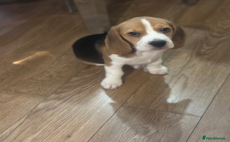Beagle dogs - Advert 1