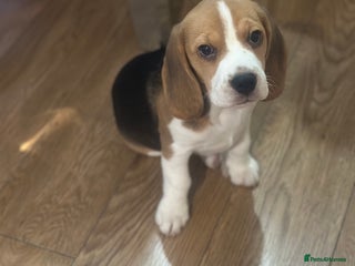 Beagle dogs - Advert 1