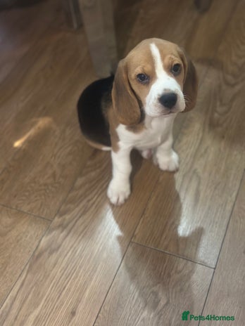 Beagle dogs - Advert 1