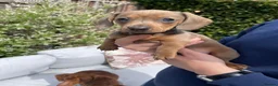 Miniature Dachshund dogs for sale: Beautiful Miniature Dachshund Puppies Ready 🐾  - Advert 2
