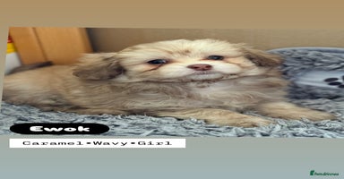 Mixed Breed dogs - Advert 8