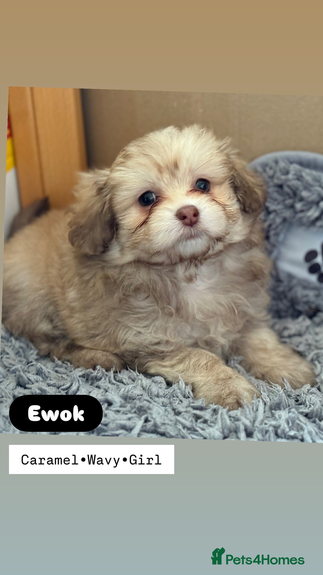 Mixed Breed dogs for sale: Adorable Pomapoo puppies- ready soon - Image 2
