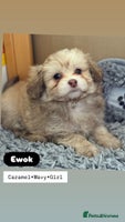 Mixed Breed dogs - Advert 8