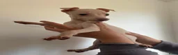 Italian Greyhound dogs for sale: Cream  girl ready to leave  - Advert 4