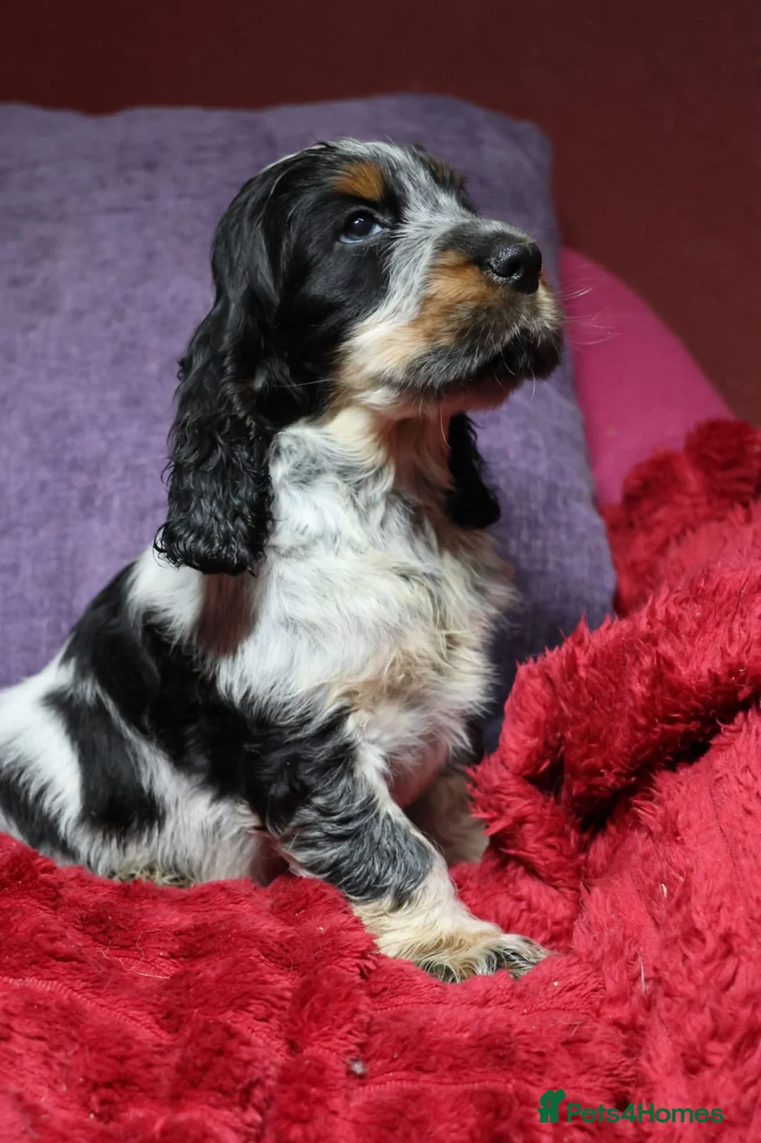 Cocker Spaniel dogs for sale: Health tested parents, Stunning little cherubs - Advert 30