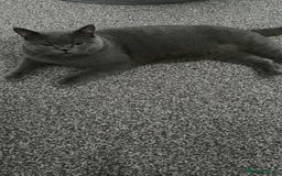 British Shorthair cats for sale: British short hair for sale  - Image 3