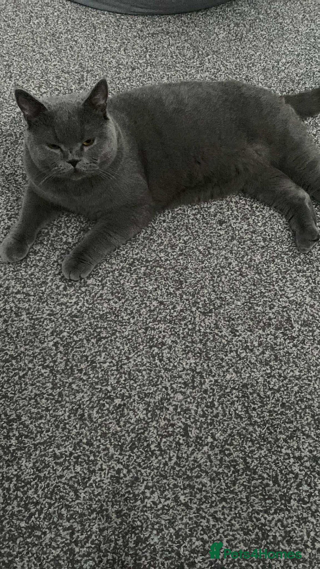 British Shorthair cats for sale: British short hair for sale  - Image 3