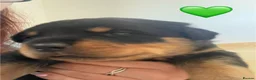 Rottweiler dogs for sale: Champion German Rottweiler Puppies - Advert 27