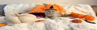 British Shorthair 2