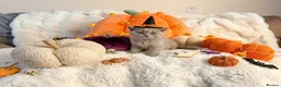 British Shorthair cats for sale: British shorthair kittens for sale  - Advert 7