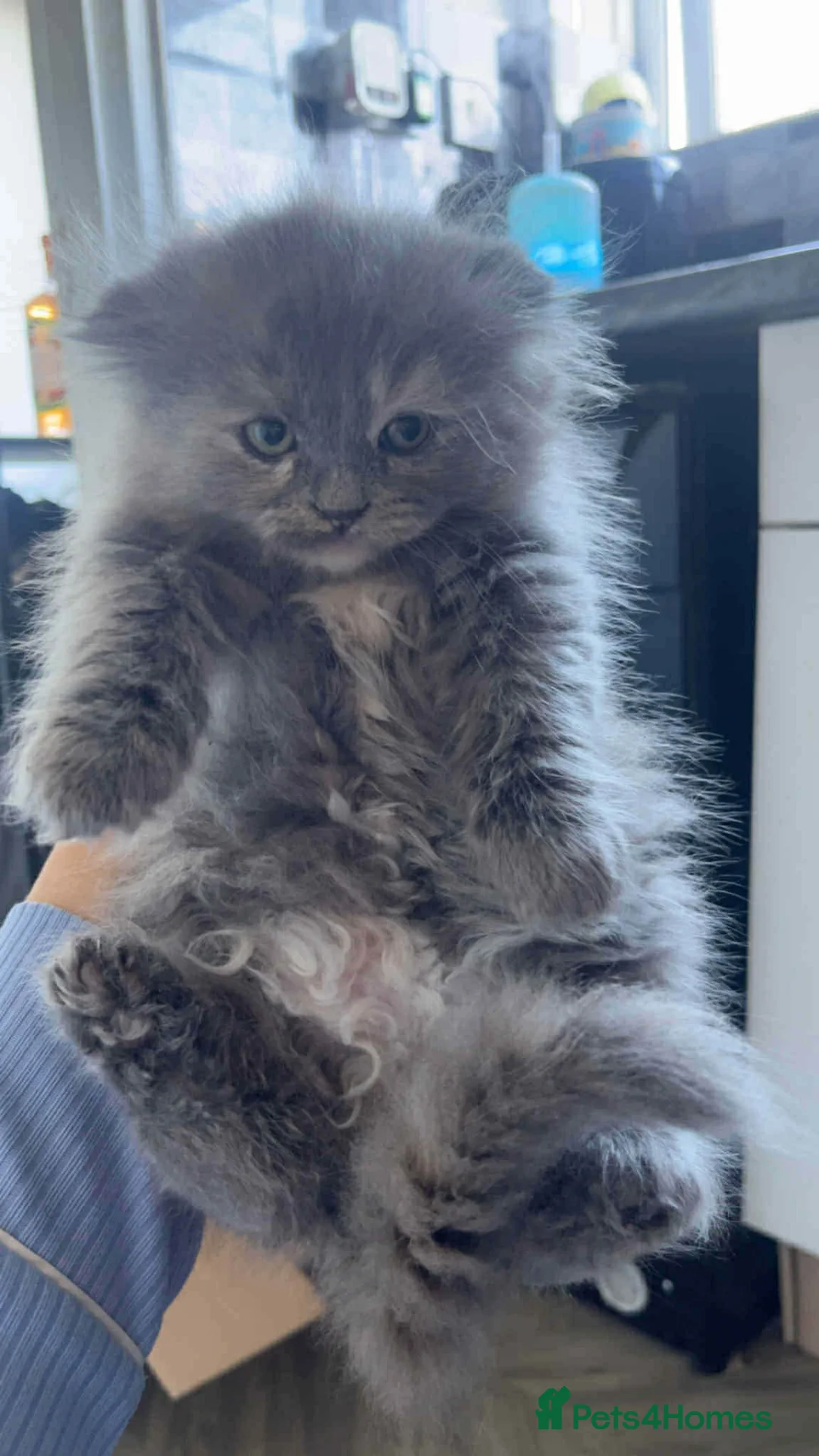 Scottish Fold cats for sale: Scottish fold kitten in Rotherham - Advert 2