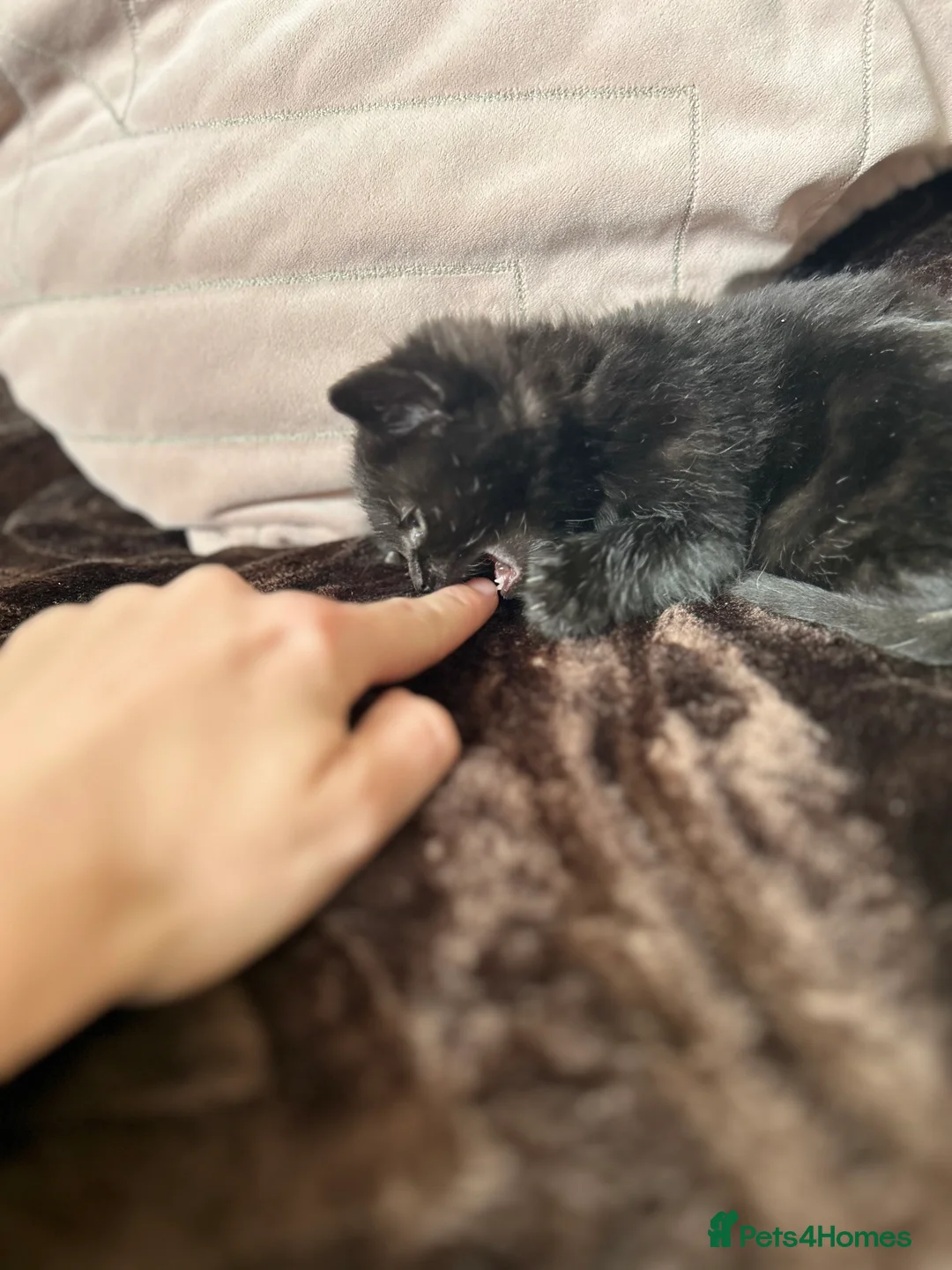 European cats for sale: Kittens  - Advert 10