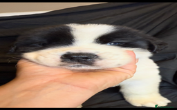 Saint Bernard dogs for sale: Saint Bernard puppies  - Image 4