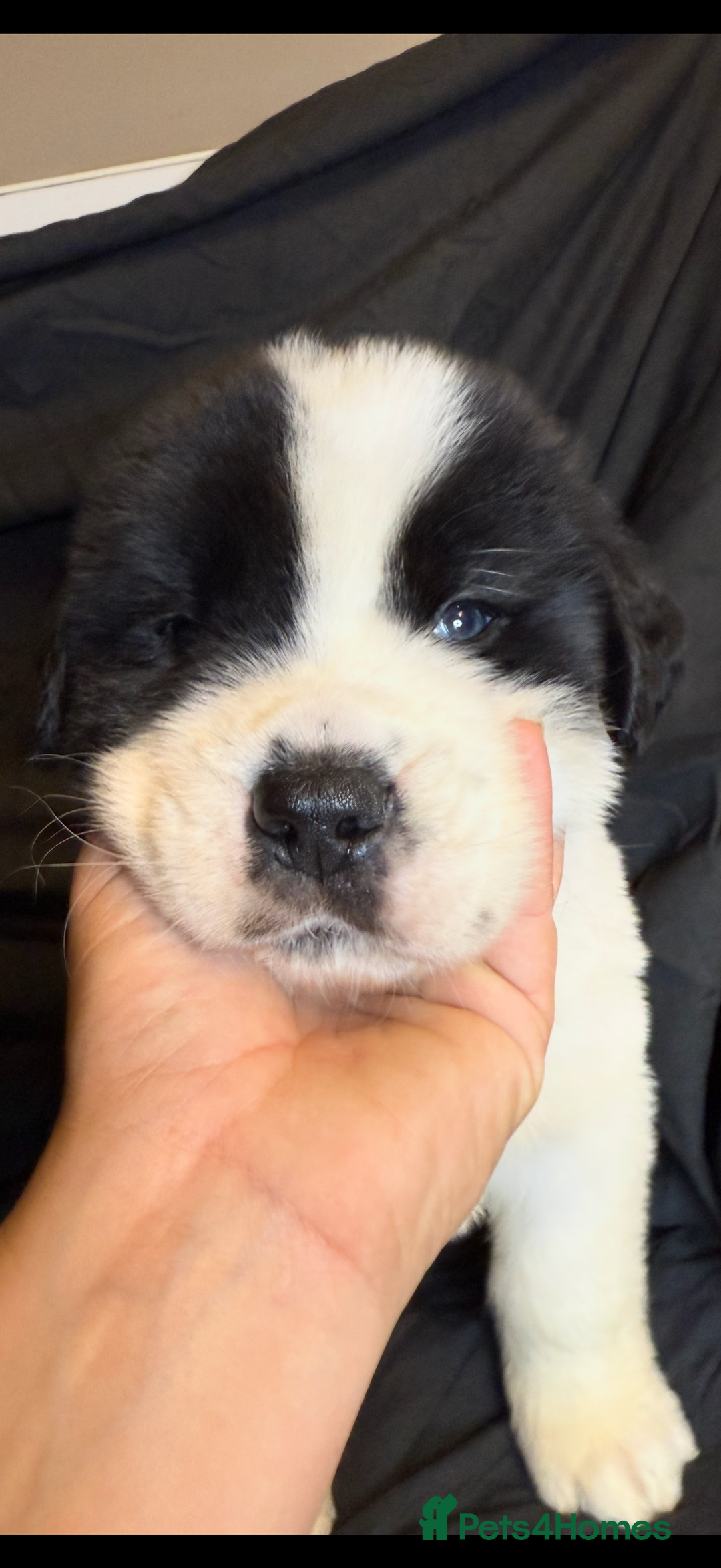 Saint Bernard dogs for sale: Saint Bernard puppies  - Image 4