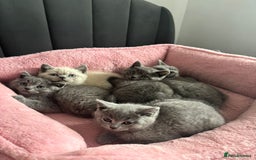 British Shorthair cats for sale: British shorthair kittens - Image 5