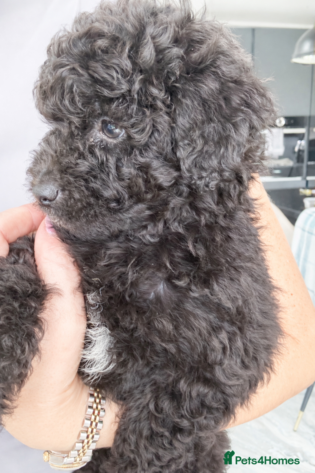 Aussiedoodle dogs Beautiful Mini Aussiedoodle Puppies ⭐️ - Advert 7