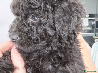 Aussiedoodle dogs Beautiful Mini Aussiedoodle Puppies ⭐️ - Advert 7