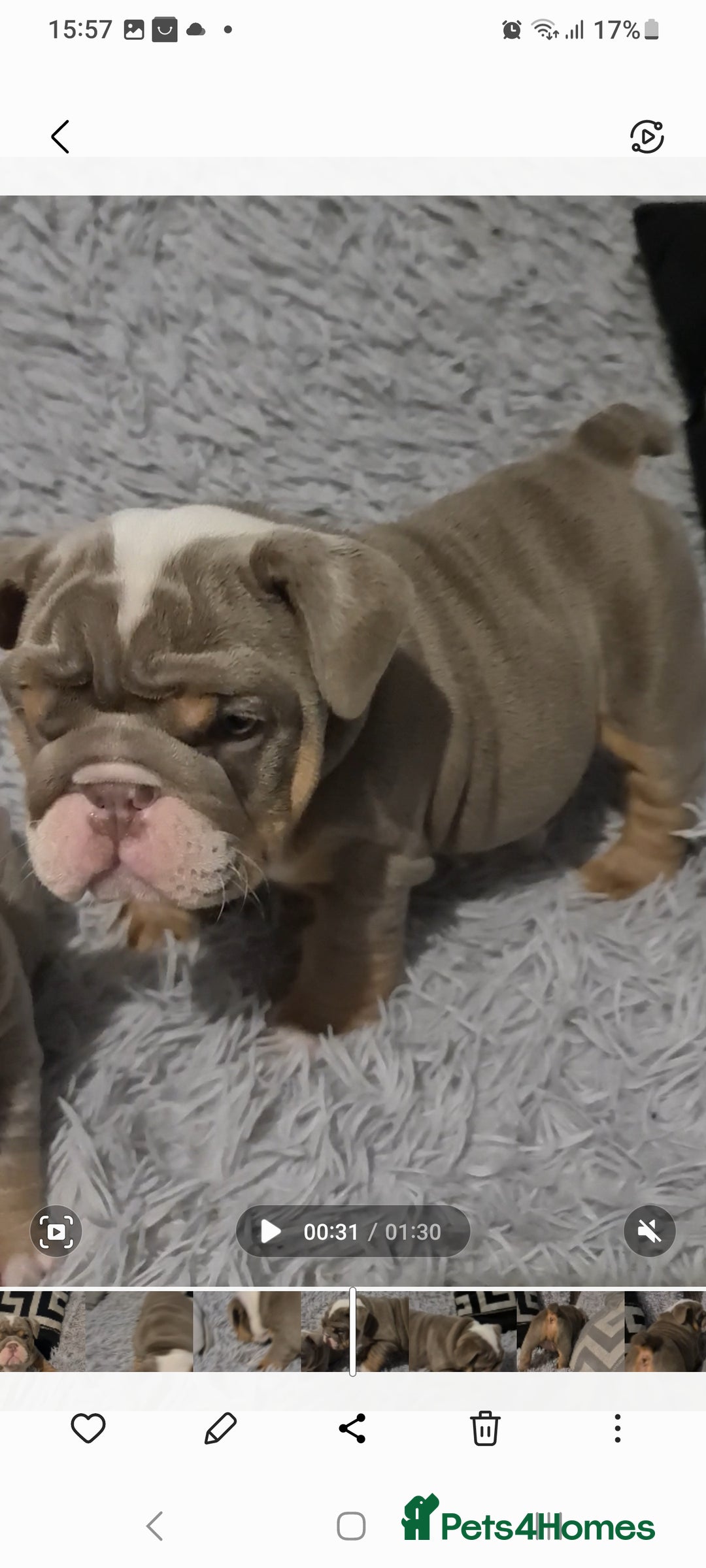 English Bulldog dogs for sale: Kc reg British bulldogs  - Image 3