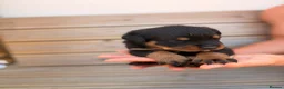 Rottweiler dogs for sale: Outstanding Rottweiler Puppies - Advert 11