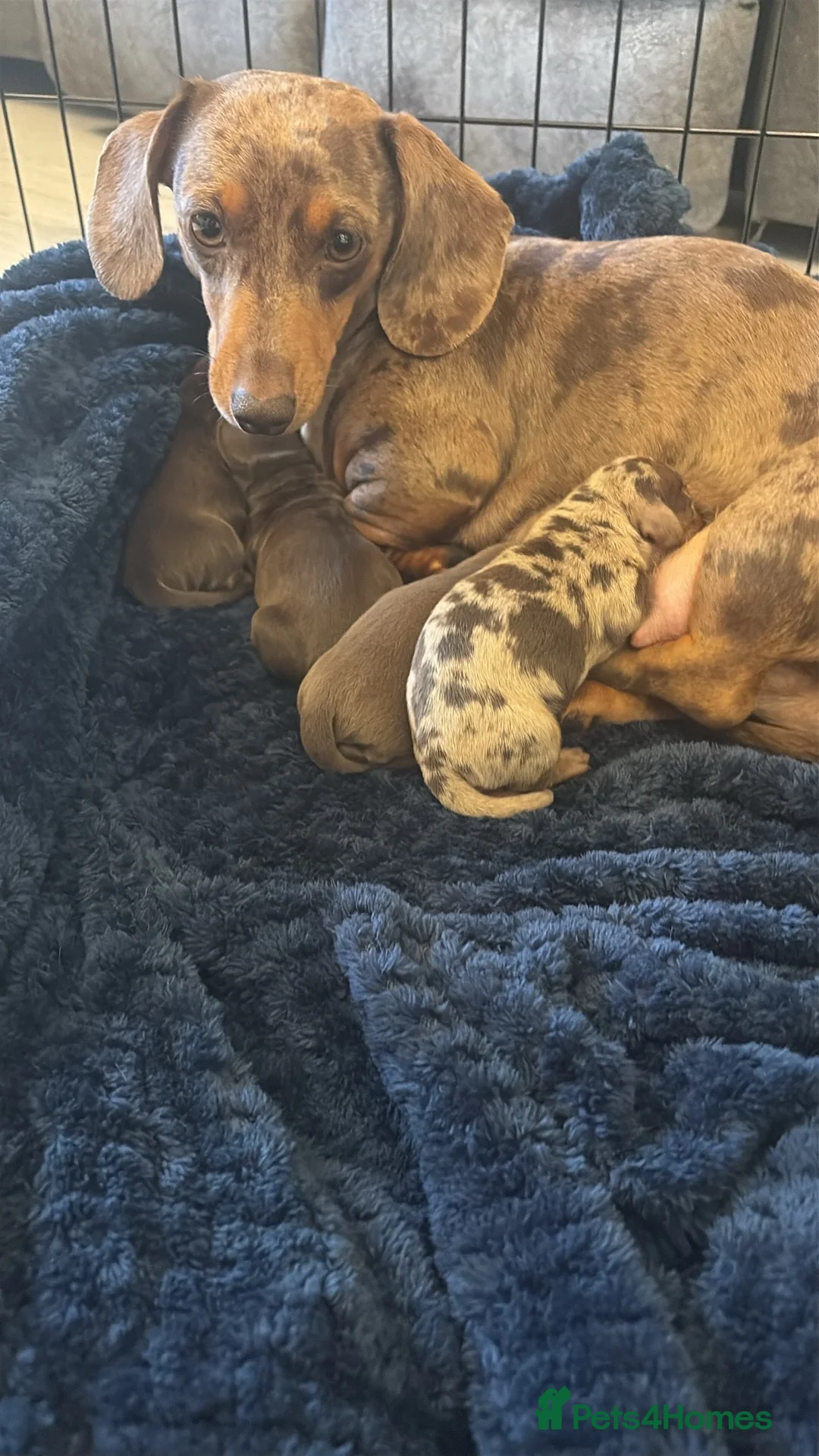 Miniature Dachshund dogs for sale: Smooth haired miniature dacshund - Advert 2