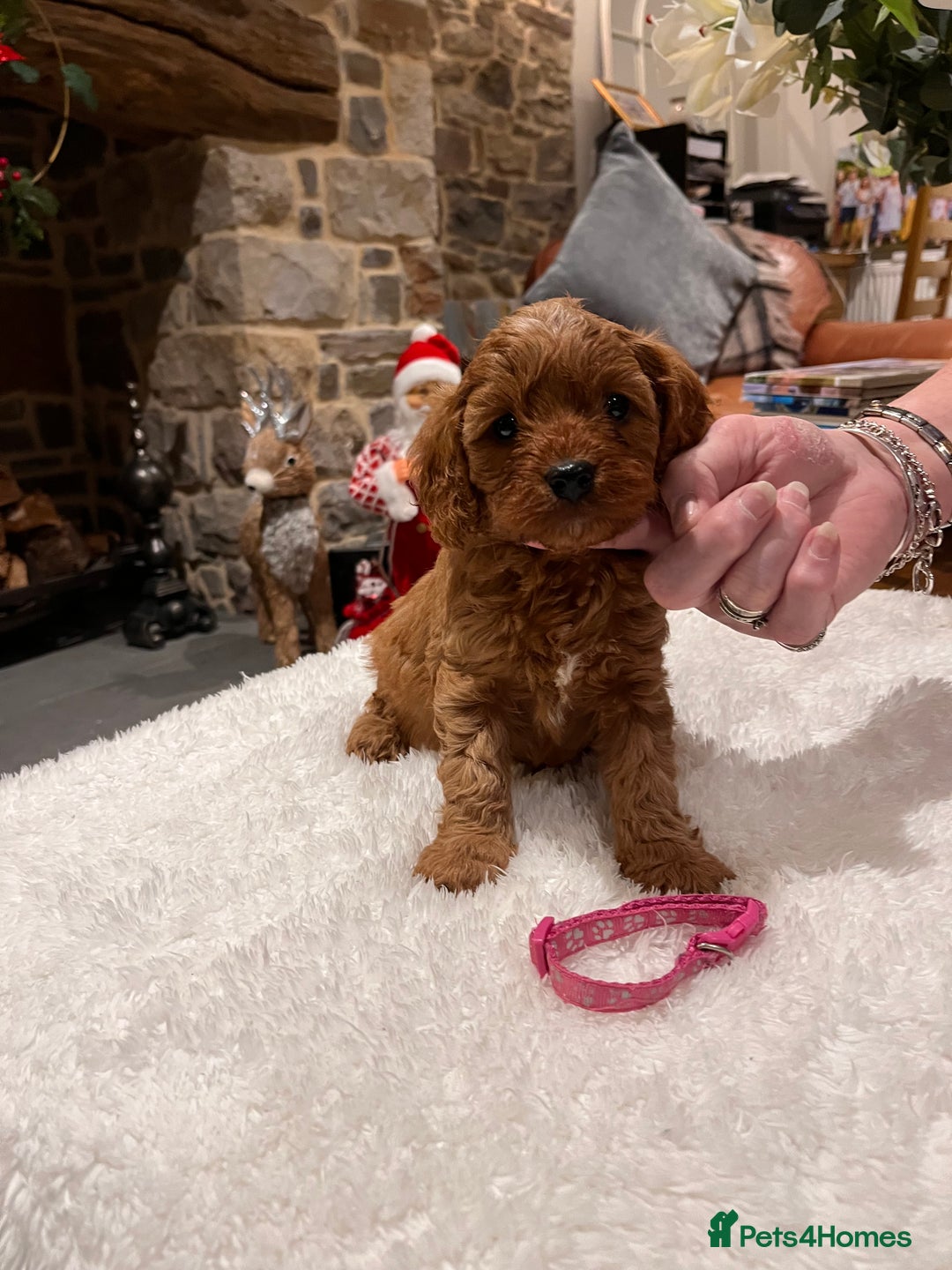Cavapoo dogs for sale: Gorgeous litter of F1 Cavapoo puppies  - Advert 10