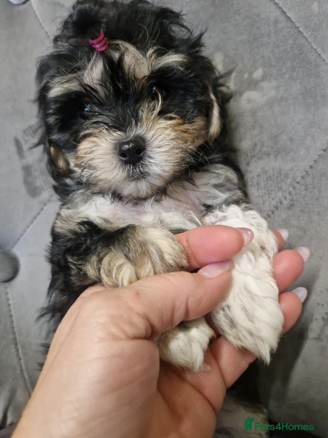Maltipoo dogs for sale: MALTIPOO 🥰🥰 READY TO LEAVE  - Advert 34