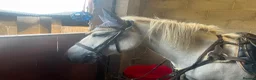 Welsh Section A horses for sale: 12.1/2 Grey Welsh section A white mare  - Advert 3