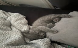 British Shorthair cats for sale: Beautiful British Shorthair 12 weeks - Image 8