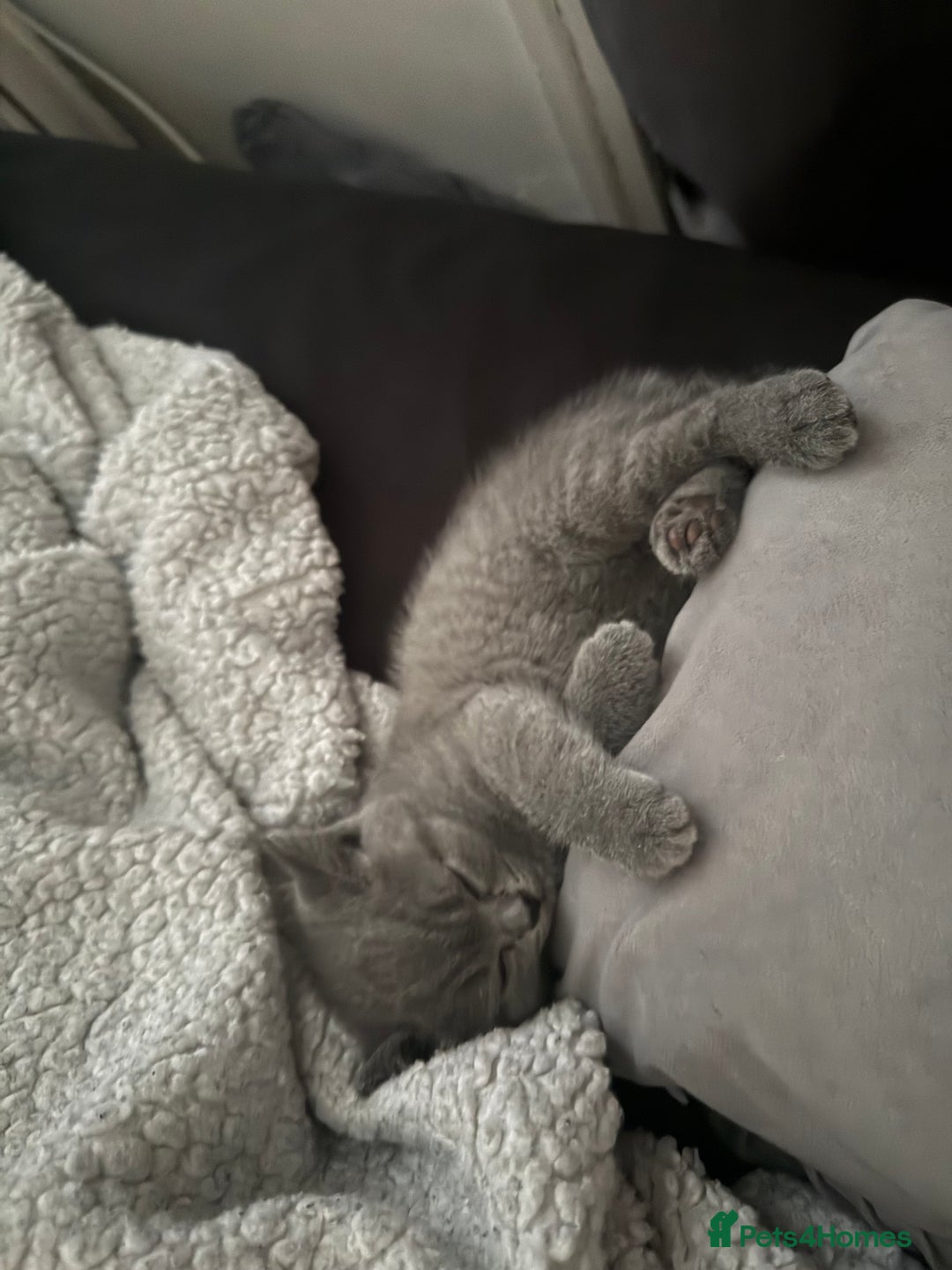 British Shorthair cats for sale: Beautiful British Shorthair 12 weeks - Image 8