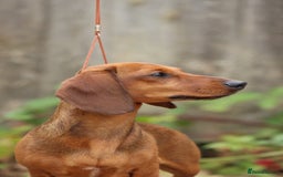 Miniature Dachshund dogs for sale: Outstanding Litter KC Reg Health Tested Parents - Image 5