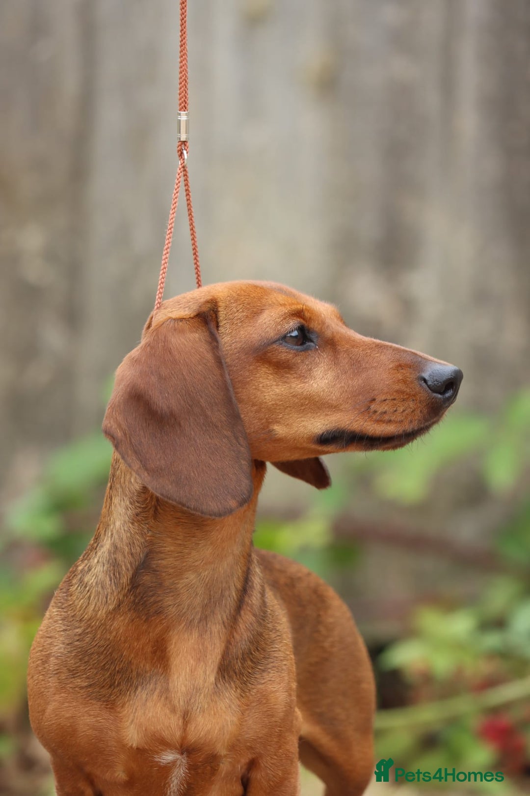 Miniature Dachshund dogs for sale: Outstanding Litter KC Reg Health Tested Parents - Image 5