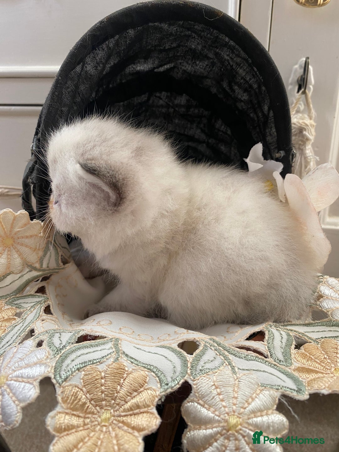 Exotic cats for sale: Outstanding exotic kittens  - Image 11