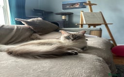 Ragdoll cats for sale: Ragdoll female kitten READY TO GO - Image 5