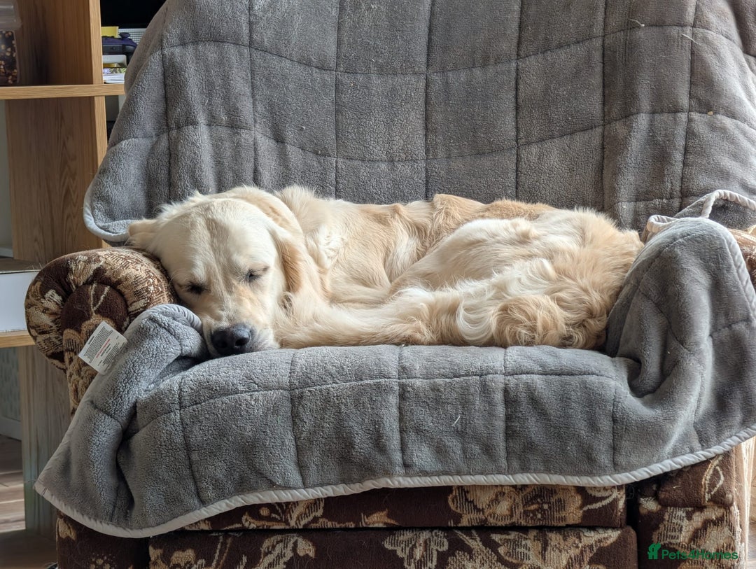 Golden Retriever dogs for sale: KC Registered Golden Retriever Puppies 🐾 - Image 17