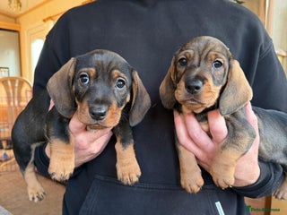 Dachshund dogs 3 gorgeous Teckel Dachshunds - Advert 19