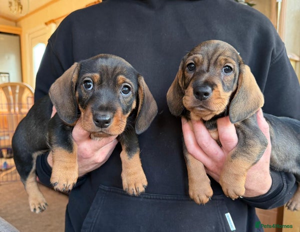 Dachshund dogs 3 gorgeous Teckel Dachshunds - Advert 6