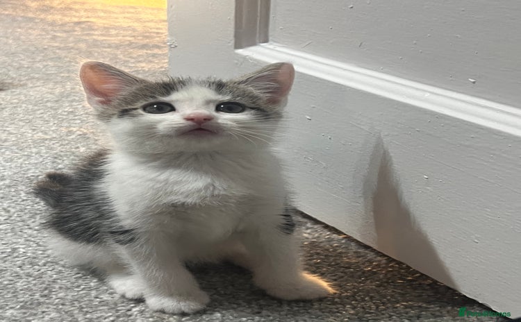 Mixed Breed cats - Advert 6
