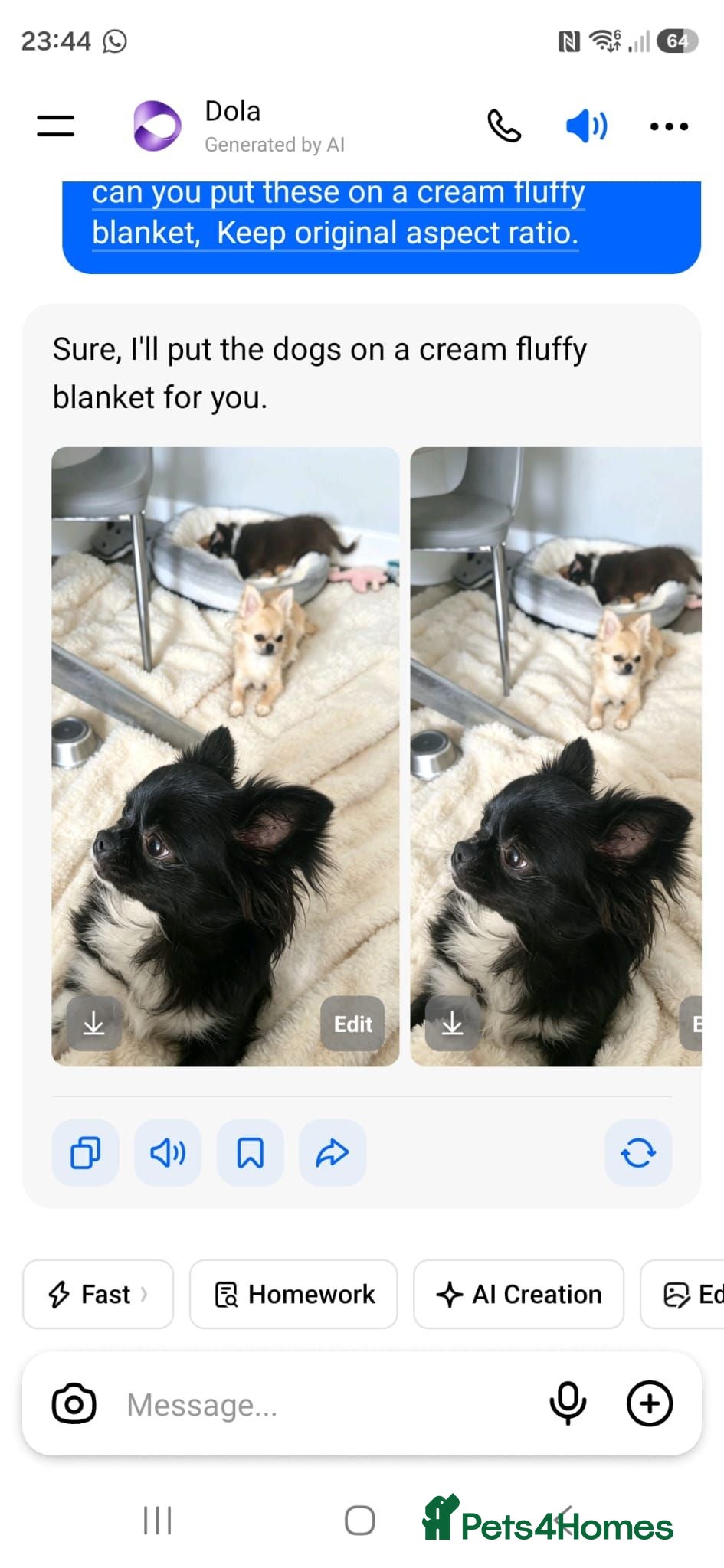 Chihuahua dogs  REDUCED KC CHIHUAHUAS BEAUTIFUL COLOURS - Advert 2
