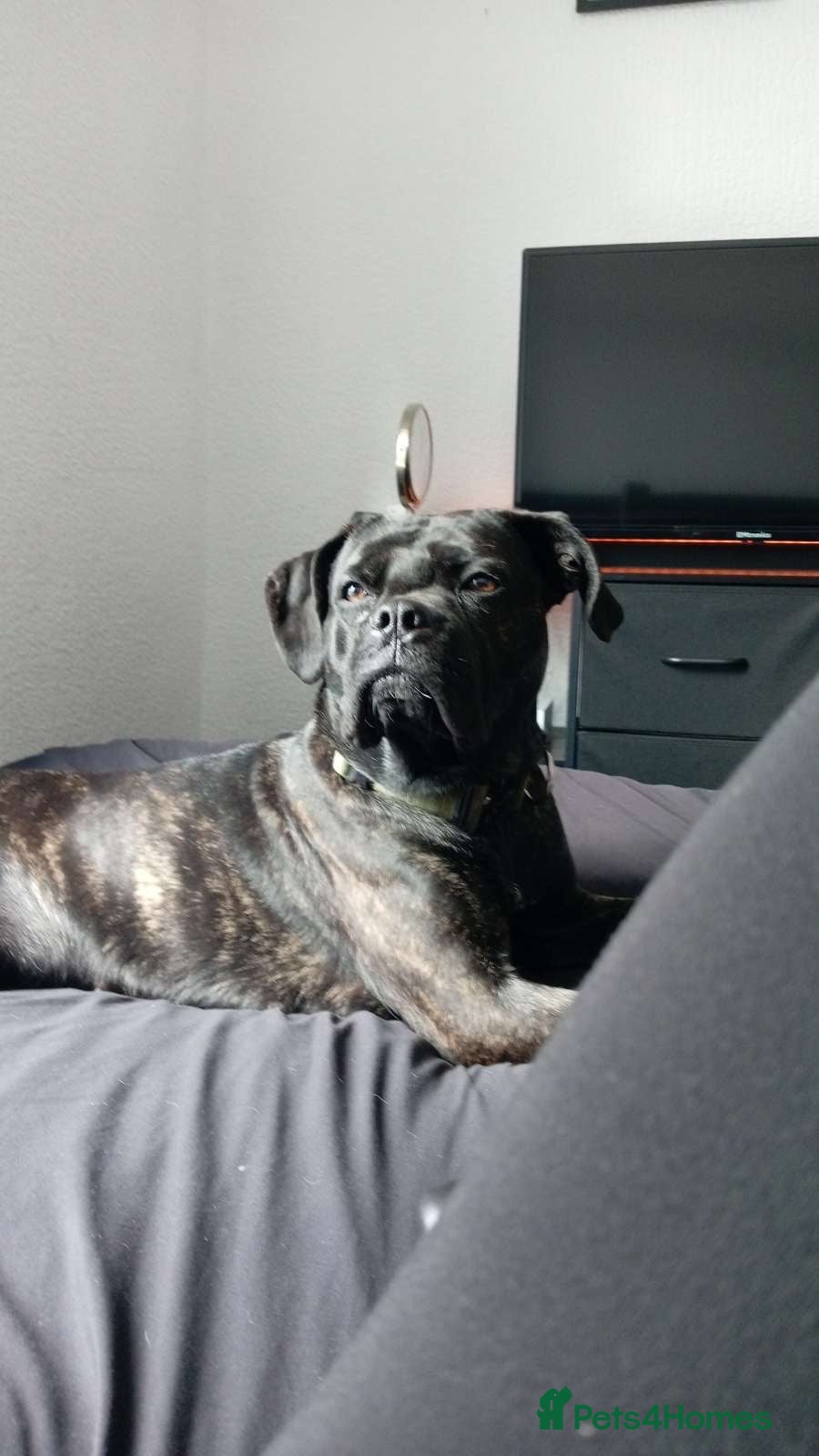 Cane Corso dogs Zara  - Advert 1