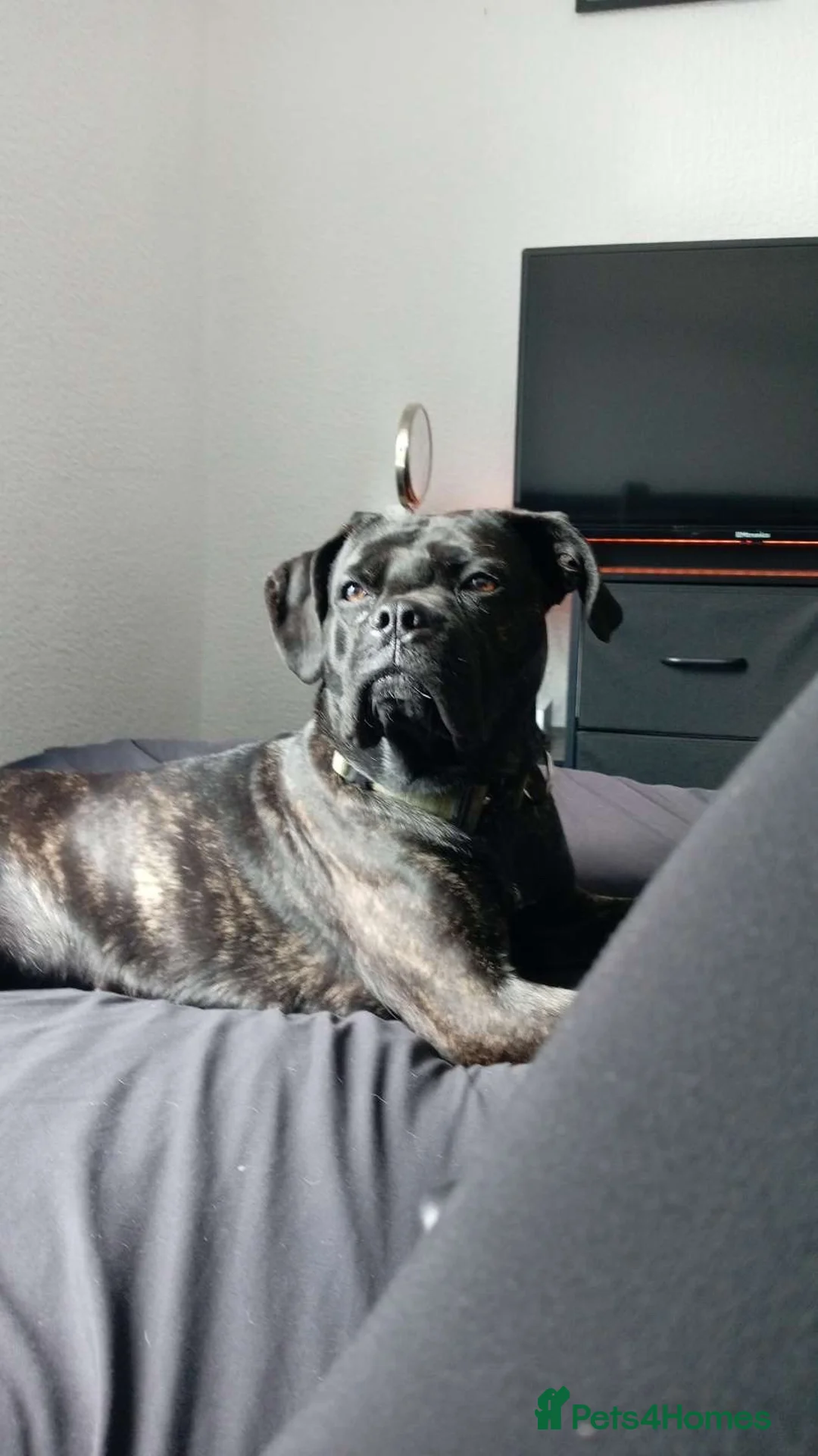 Cane Corso dogs for sale: Zara  in Cleckheaton - Advert 1