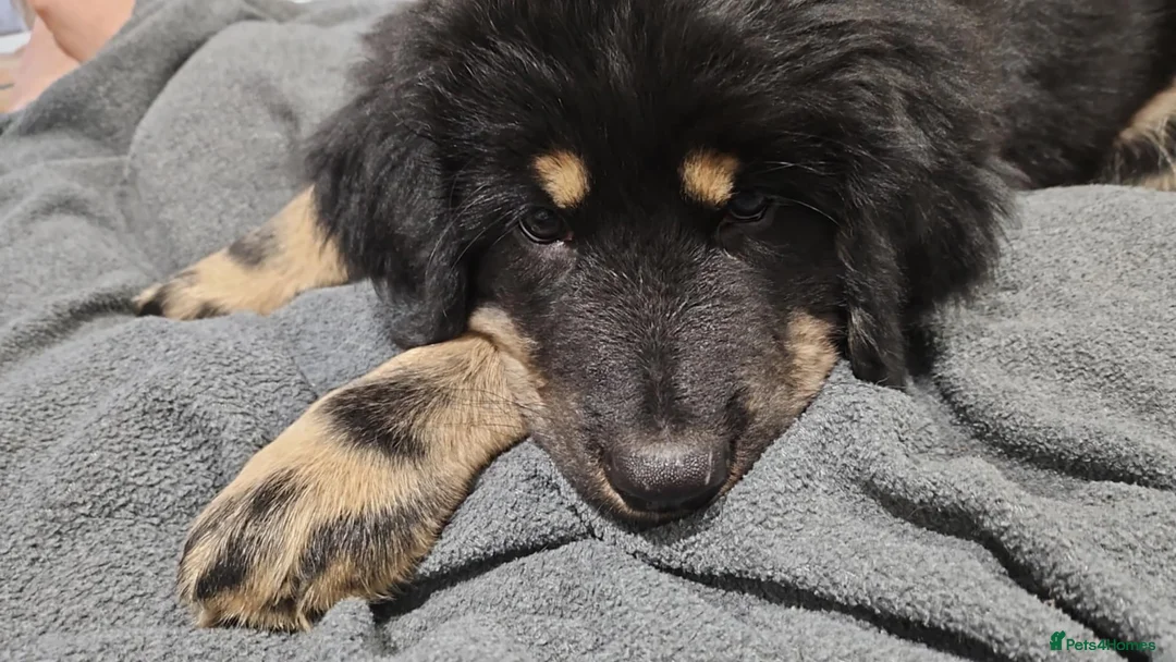 Tibetan Mastiff dogs for sale: Tibetan mastiff pupps - Advert 6