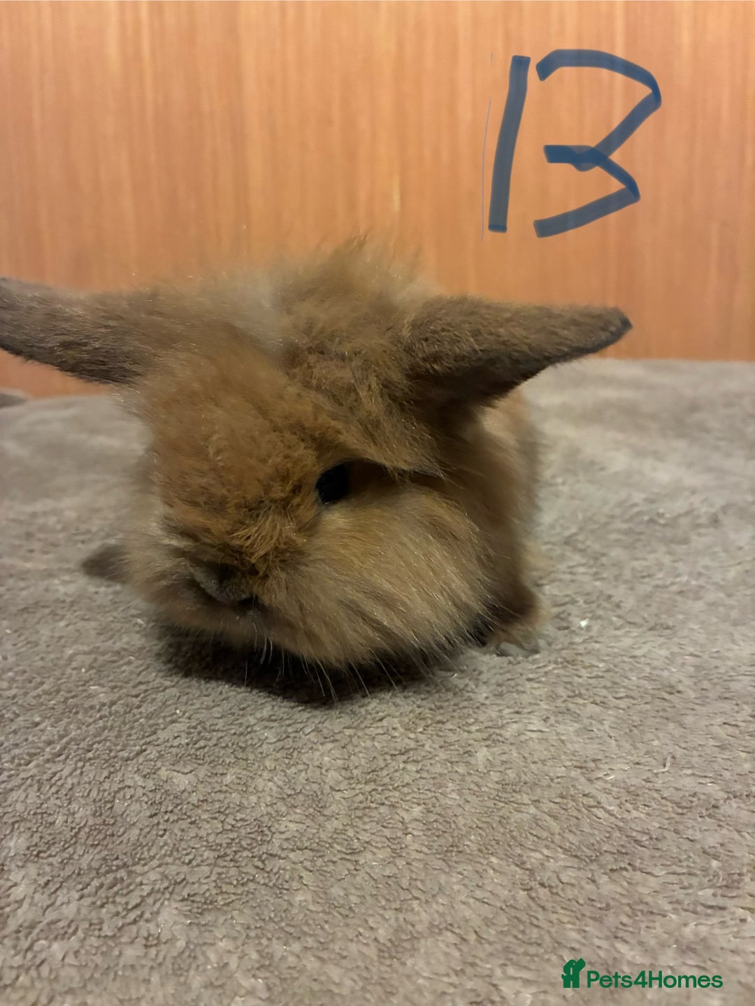 Mini Lion Lop rabbits for sale: Mini lionhead lops  - Advert 3