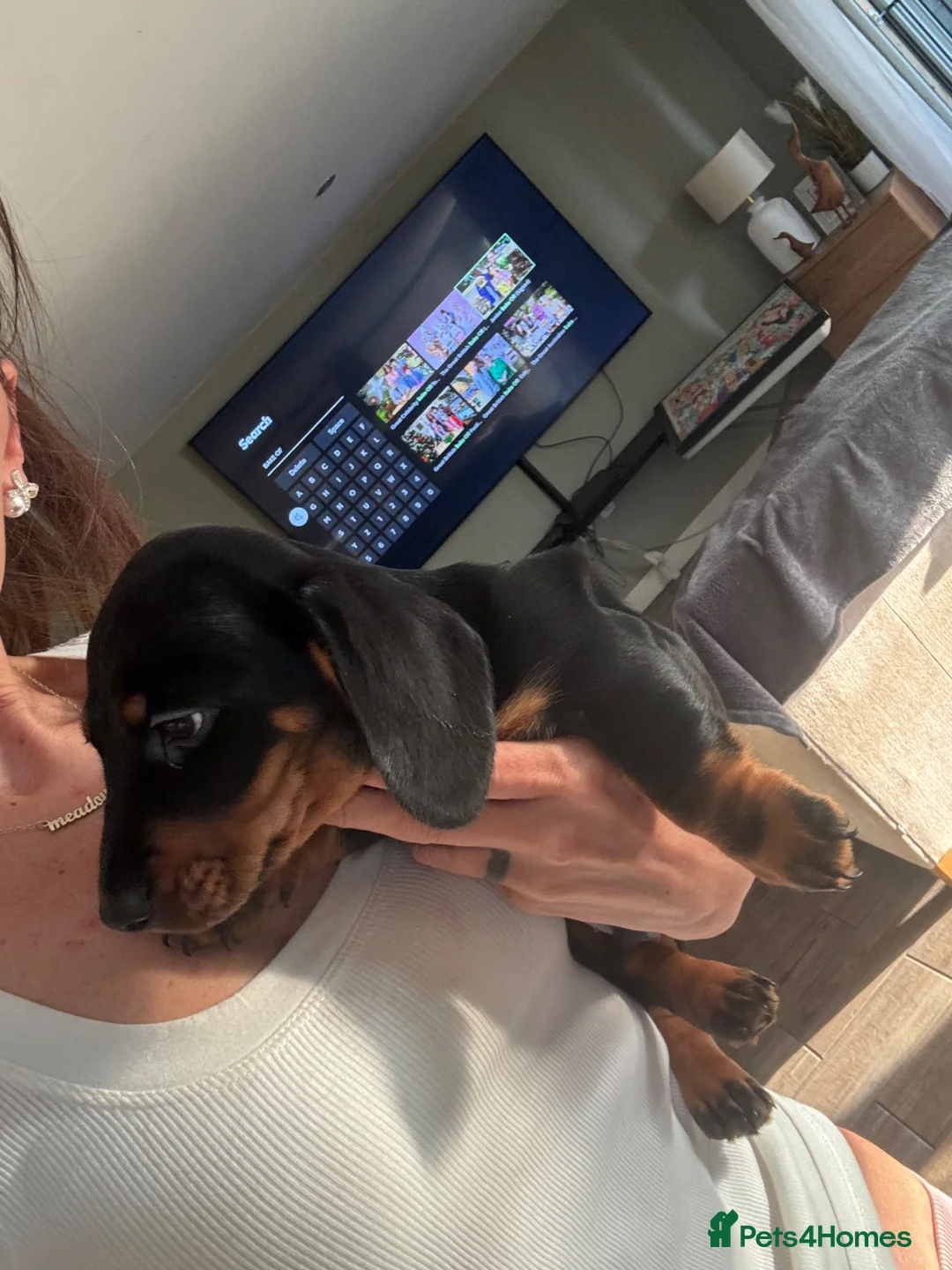 Miniature Dachshund dogs for sale: Beautiful miniature dachshund puppies✨ - Advert 15