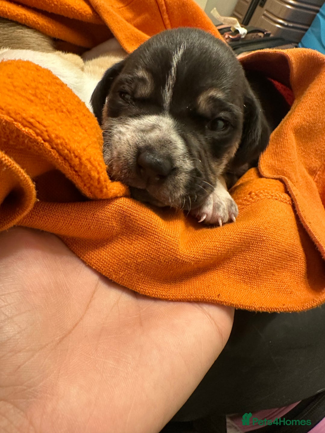 Mixed Breed dogs for sale: Beagle / pocket bully puppies  - Advert 2