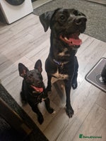 Mixed Breed dogs - Advert 7