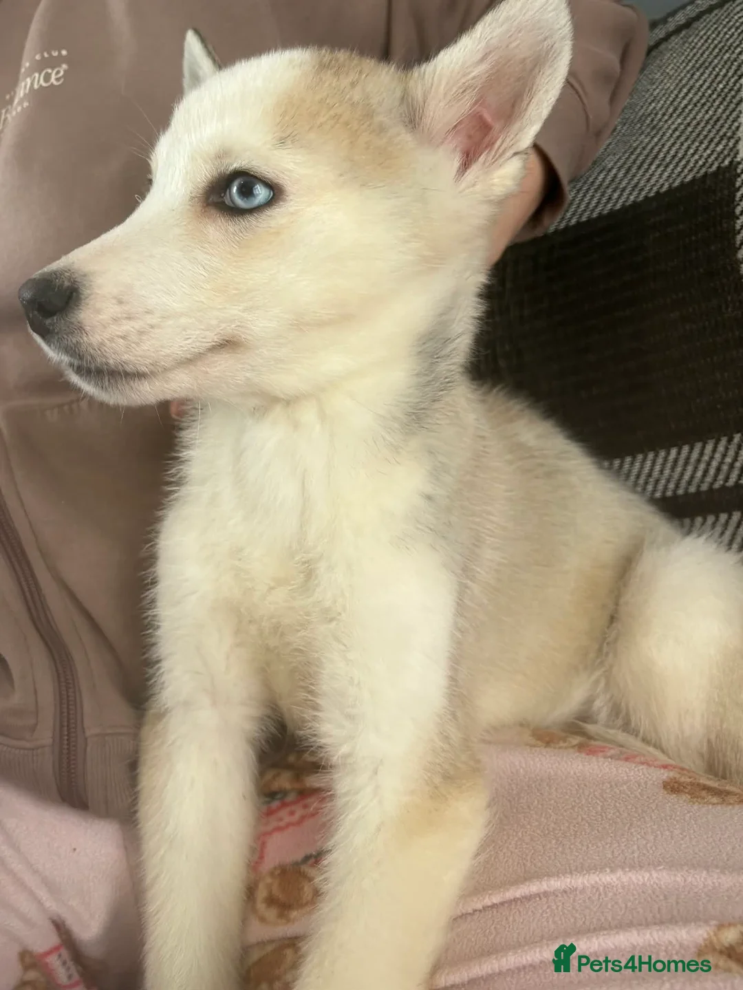 Siberian Husky dogs for sale: Male Husky Puppies - Advert 15
